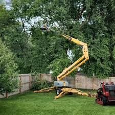 How Our Tree Care Process Works  in  Hutchinson, MN