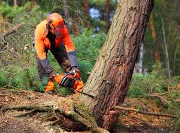 Best Hazardous Tree Removal  in Hutchinson, MN