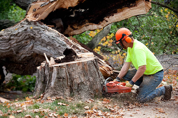 Best Palm Tree Trimming  in Hutchinson, MN