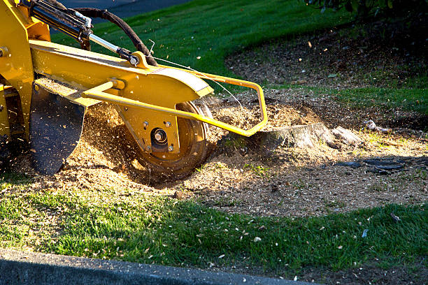 Lawn Pest Prevention in Hutchinson, MN