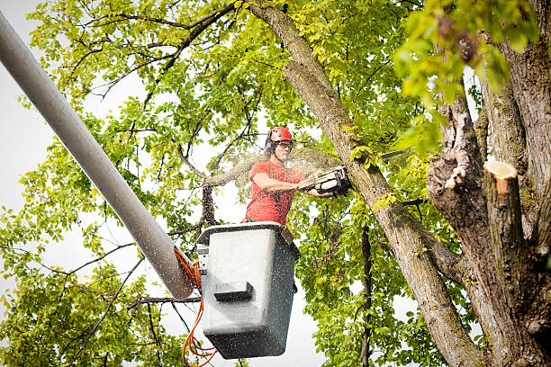 Hutchinson, MN Tree Removal Company